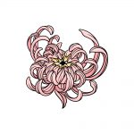 how to draw Chrysanthemum image