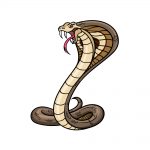 how to draw a cobra image