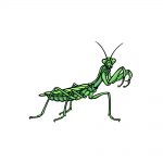 how to draw an insect image