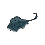 how to draw a stingray image