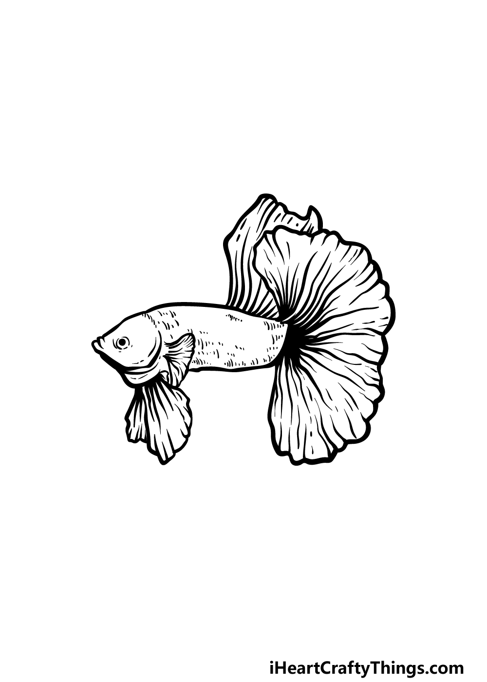 how to draw a Betta Fish step 3