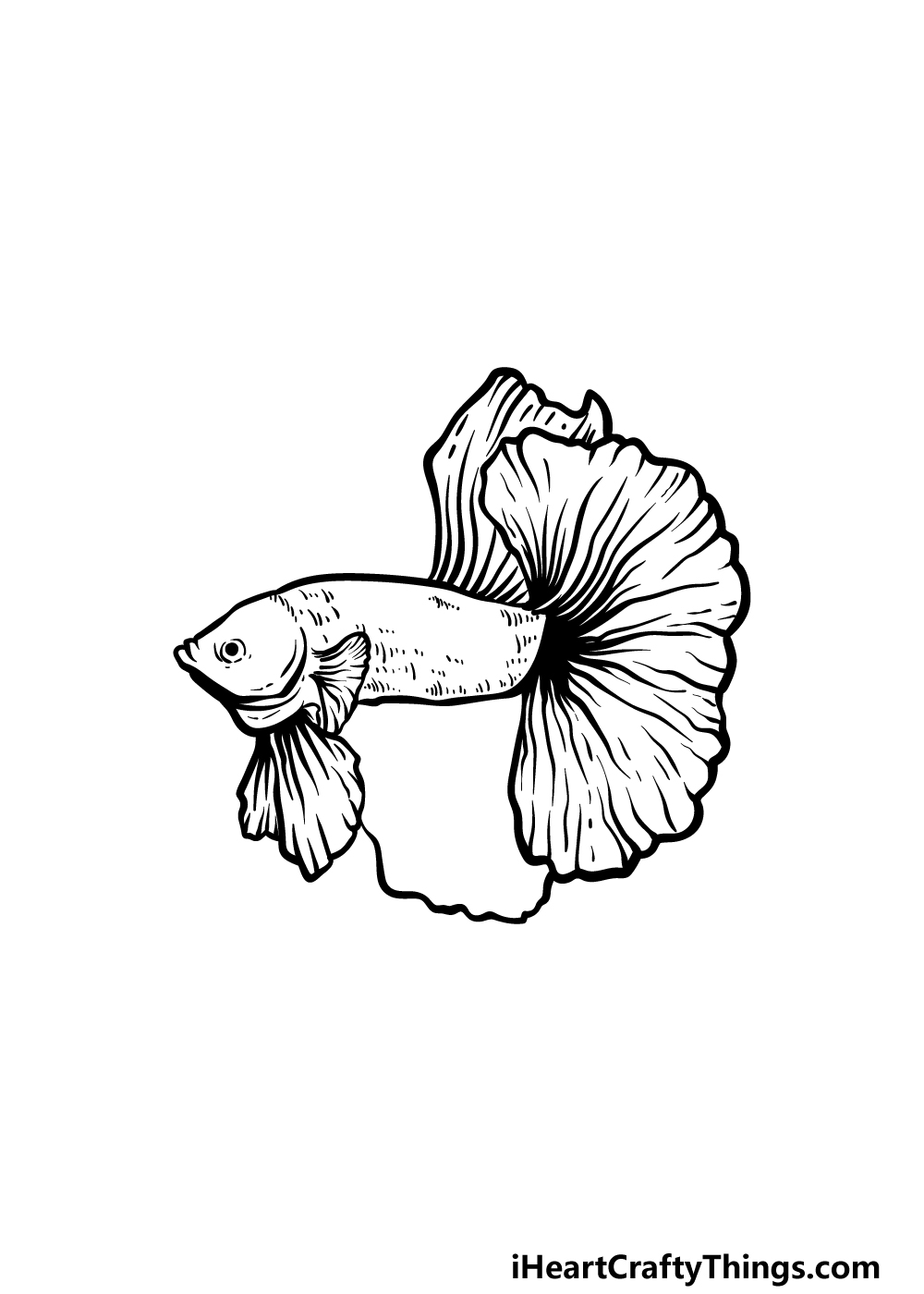 how to draw a Betta Fish step 4