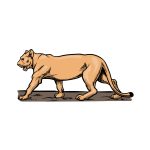 how to draw a Lioness image