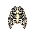 how to draw a rib cage image