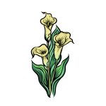 how to draw a Calla Lily image