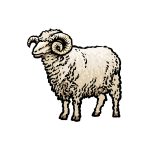 how to draw a ram image