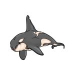 how to draw a killer whale image