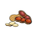 how to draw a peanut image