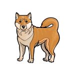 how to draw a Shiba Inu image