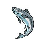how to draw a Salmon image