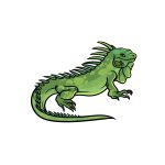 how to draw an Iguana image