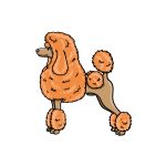 how to draw a Poodle image