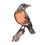 how to draw a Robin image