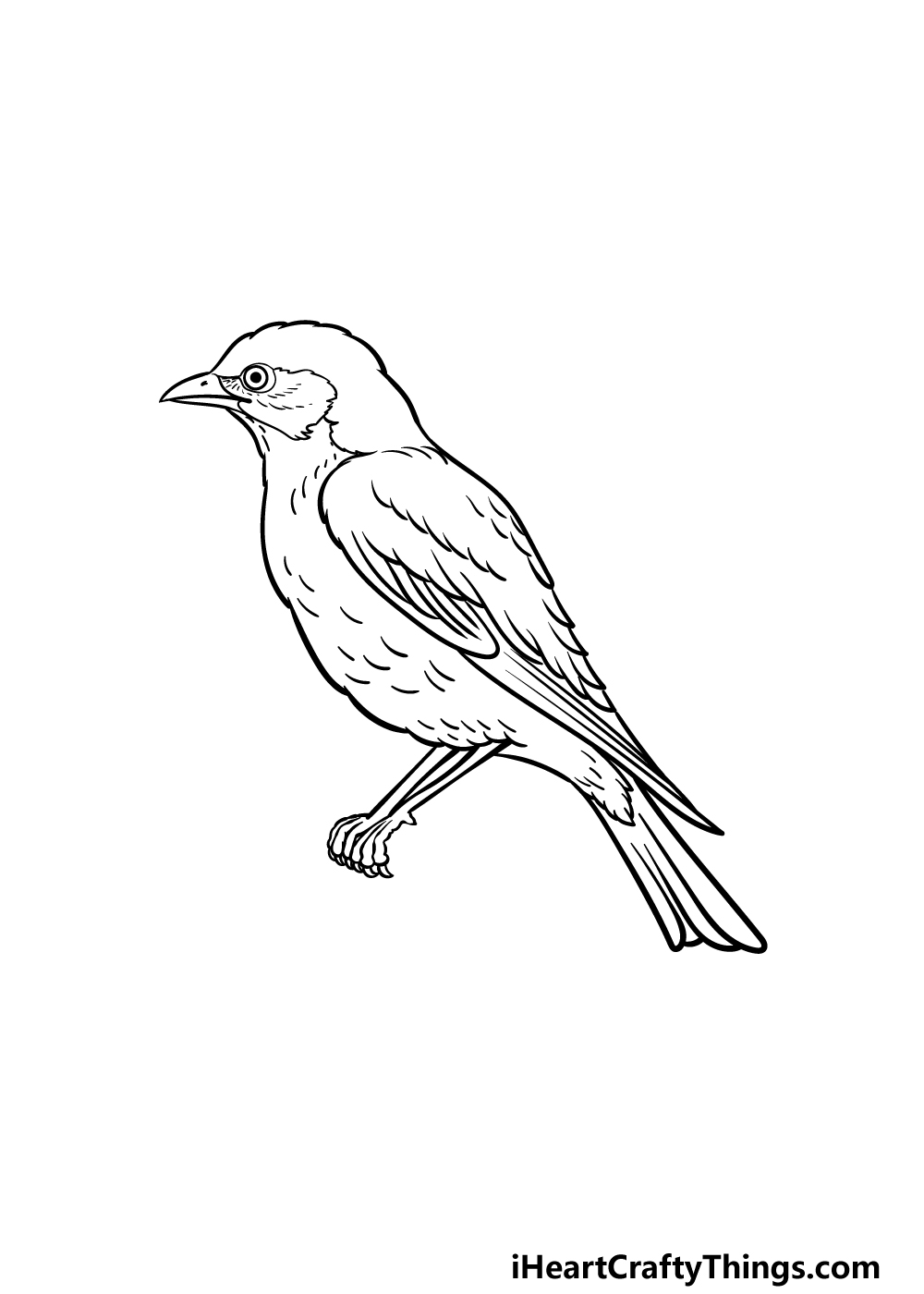 how to draw a Bluebird step 4