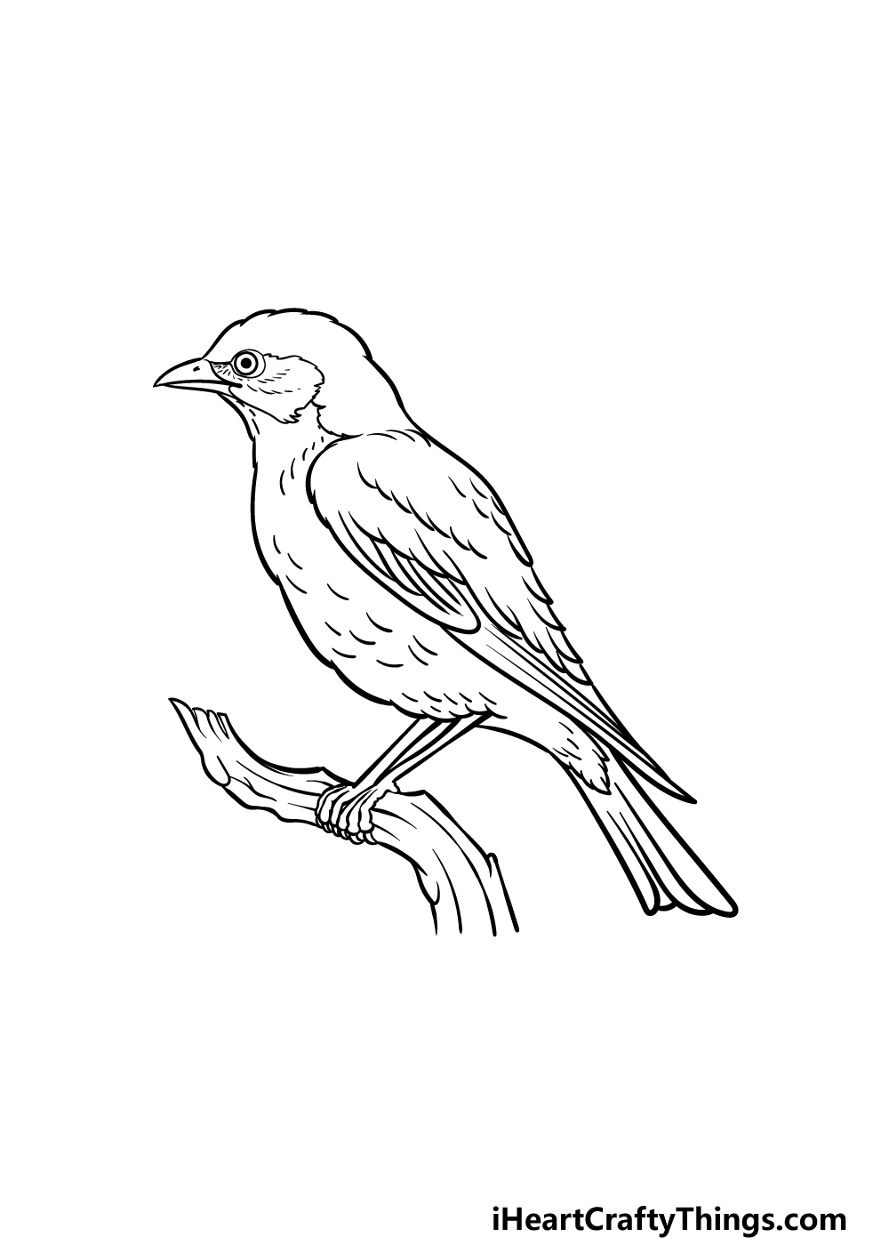 how to draw a Bluebird step 5