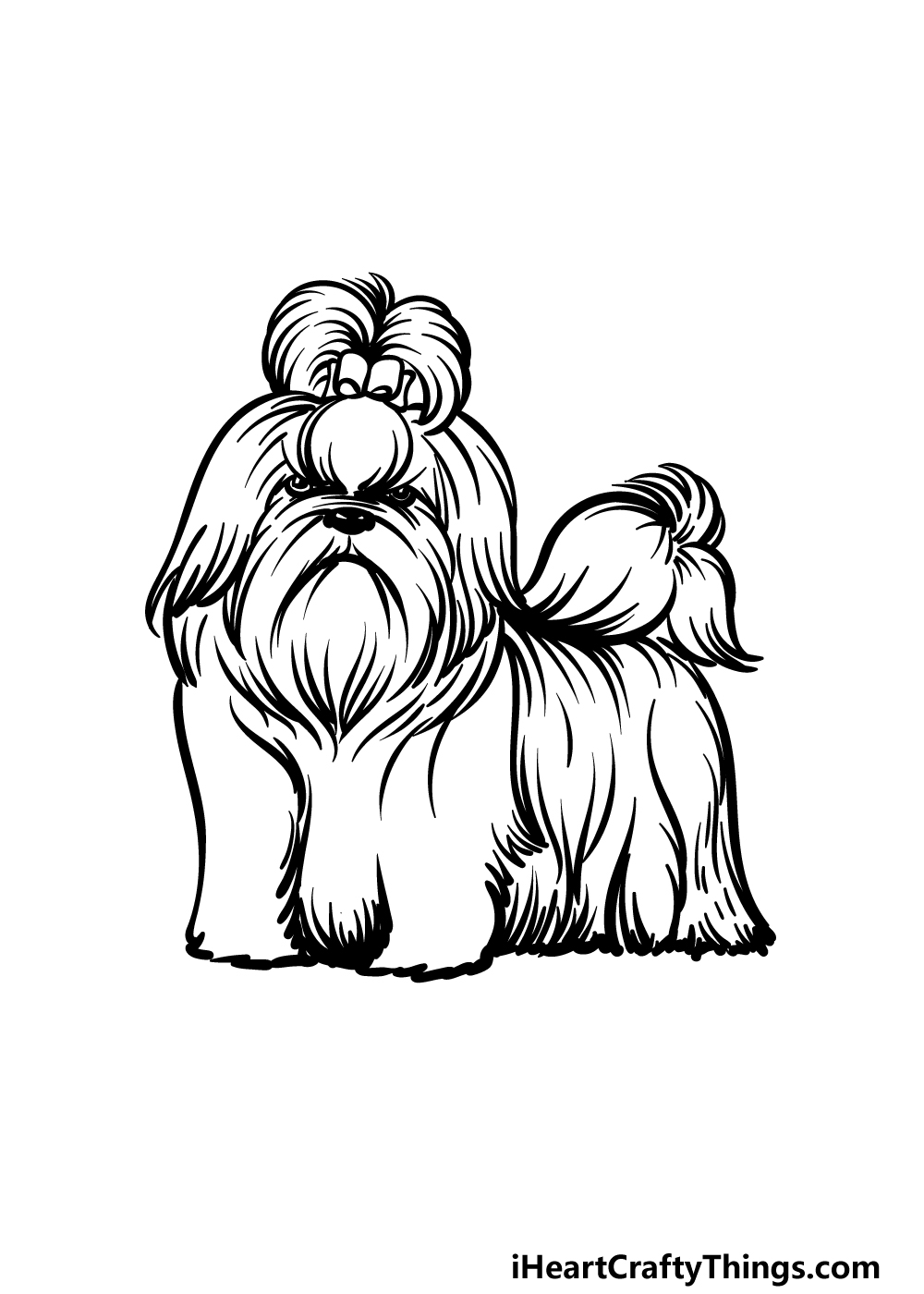 how to draw a Shih Tzu step 5