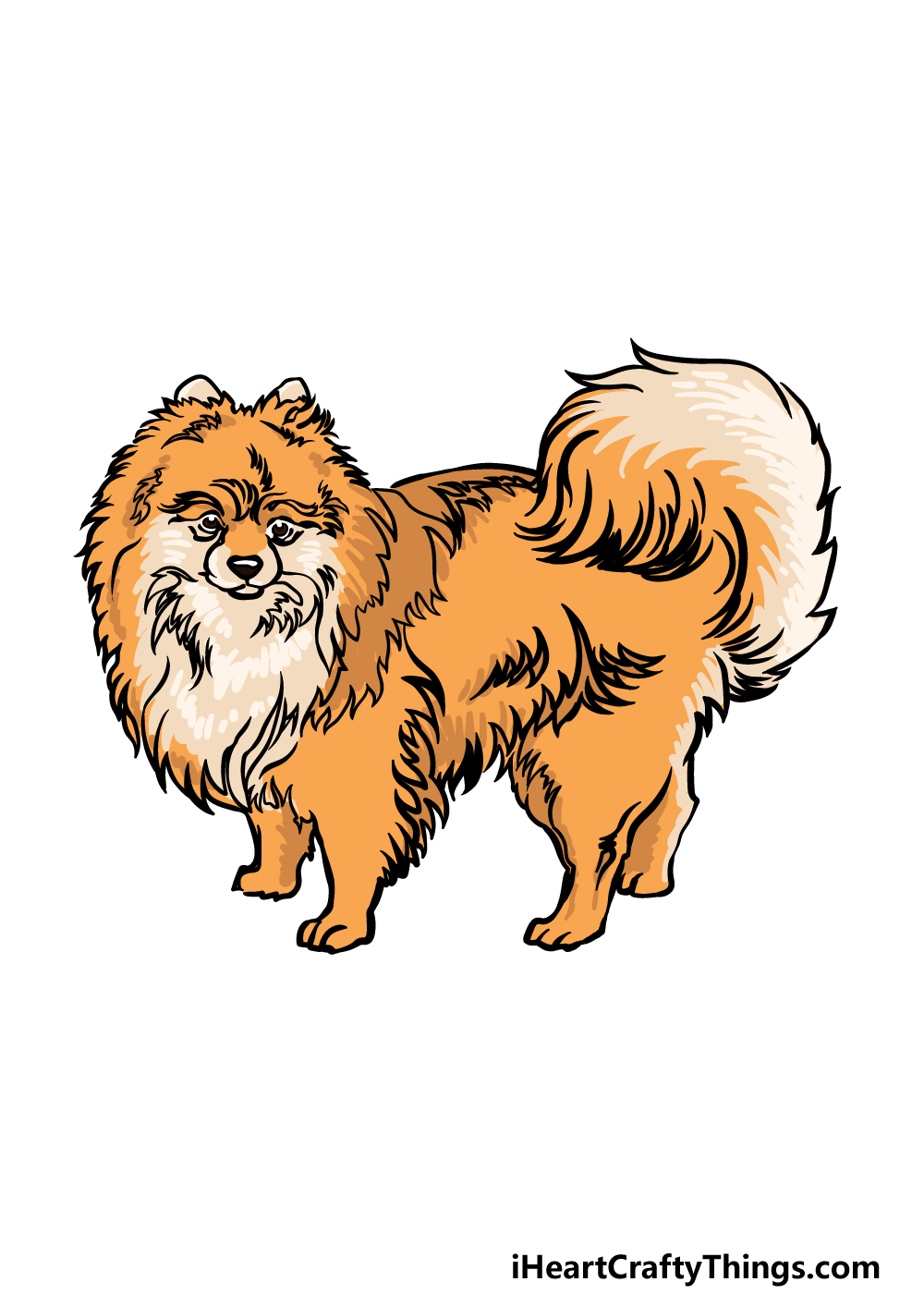 how to draw a Pomeranian step 6
