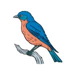 how to draw a Bluebird image