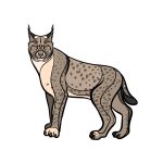 how to draw a Bobcat image