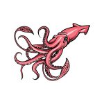 how to draw a squid image