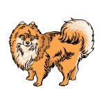 how to draw a Pomeranian image