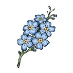 how to draw a Forget Me Not image