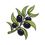 how to draw an Olive Branch image