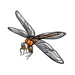 how to draw a Dragonfly image