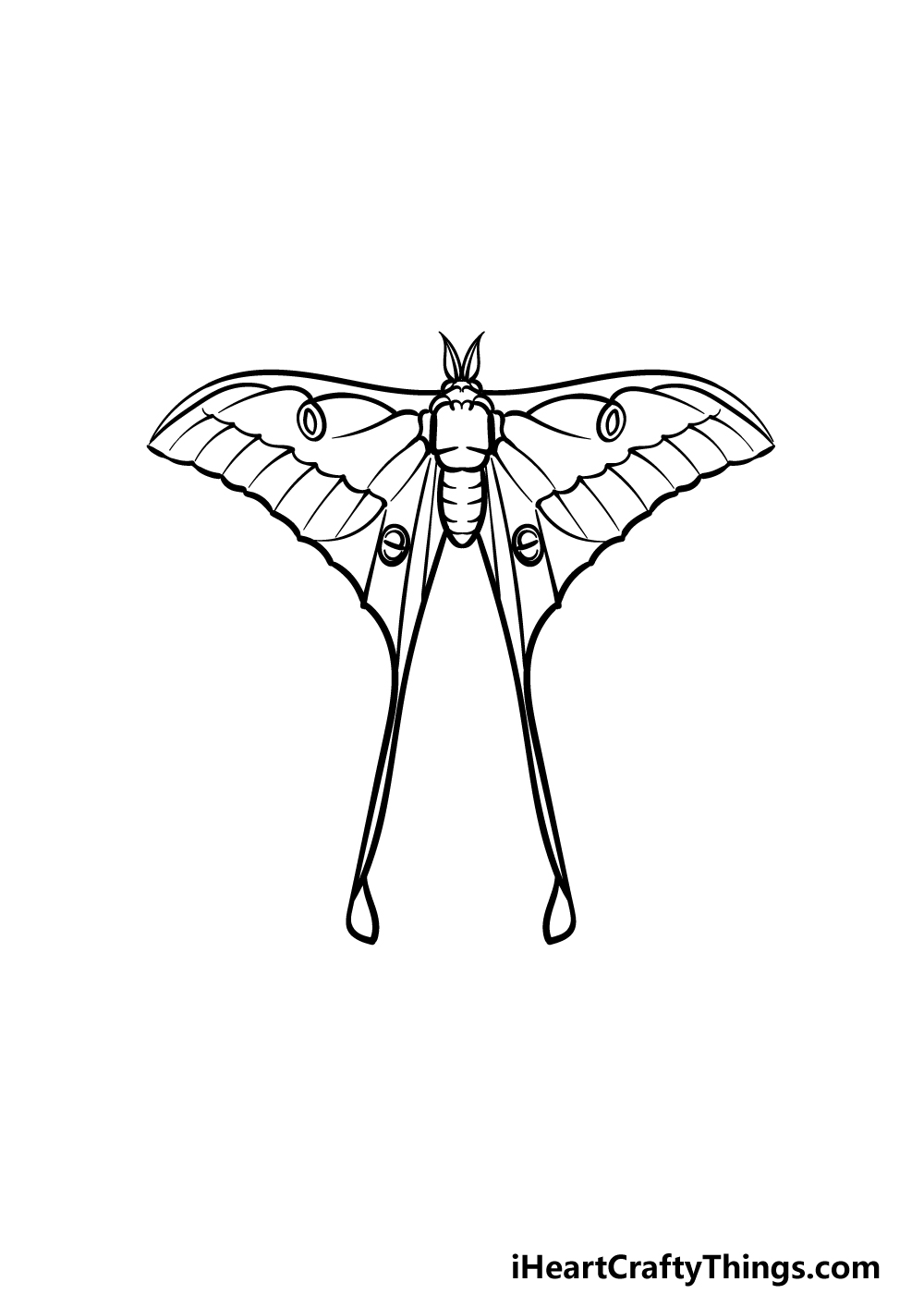 how to draw a Luna Moth step 4
