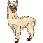 how to draw An Alpaca image