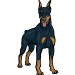 how to draw a Dobermann image