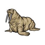 how to draw a Walrus image