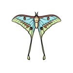 how to draw a Luna Moth image