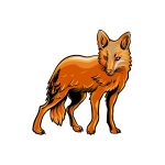 how to draw a Coyote image