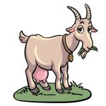 how to draw a cartoon goat image
