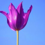 blue and purple background