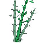 How to Draw Bamboo image