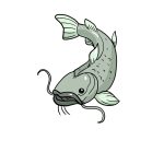 How to Draw A Catfish image