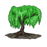 How to Draw A Willow Tree image
