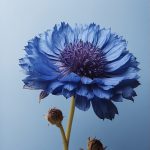 All new shades of cornflower blue