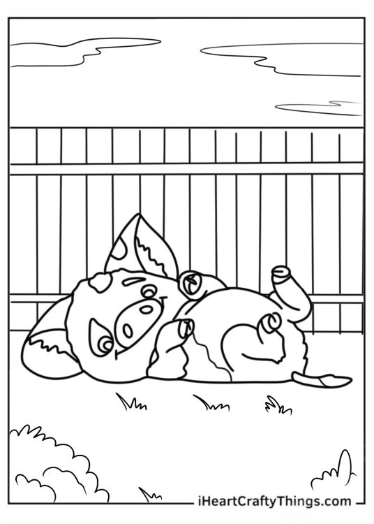 Adorable Pua The Pig Rolling On The Ground
