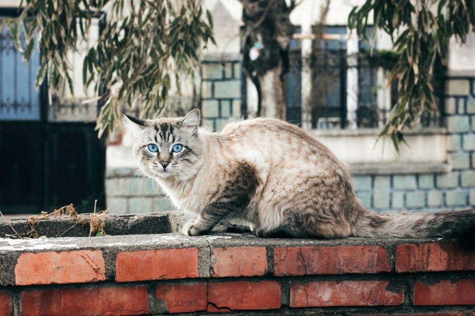 A cat lounging on a wall