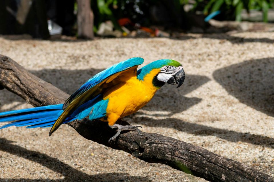 A parrot on the branch