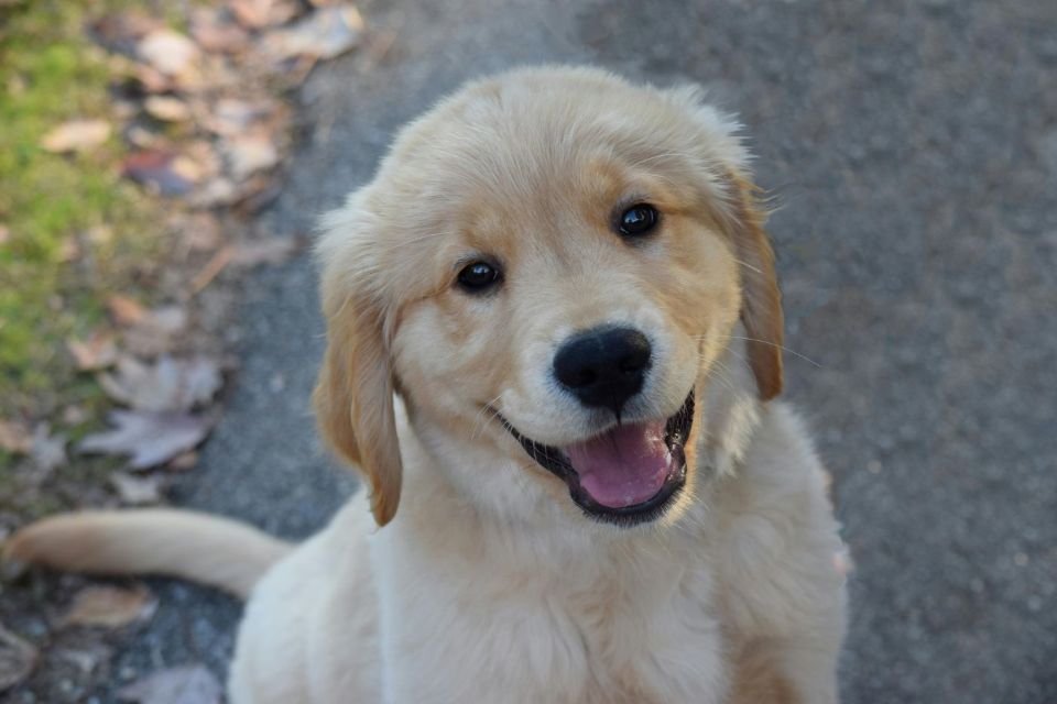 Golden retriever sitting calmly