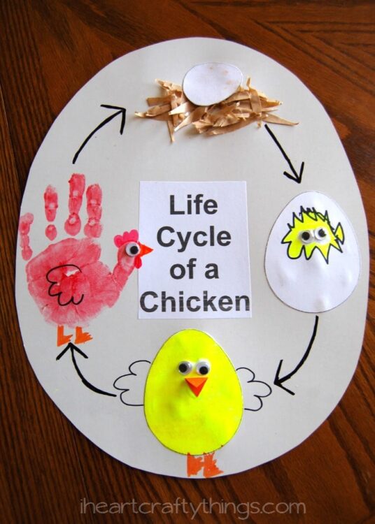 chicken life cycle paper plate craft