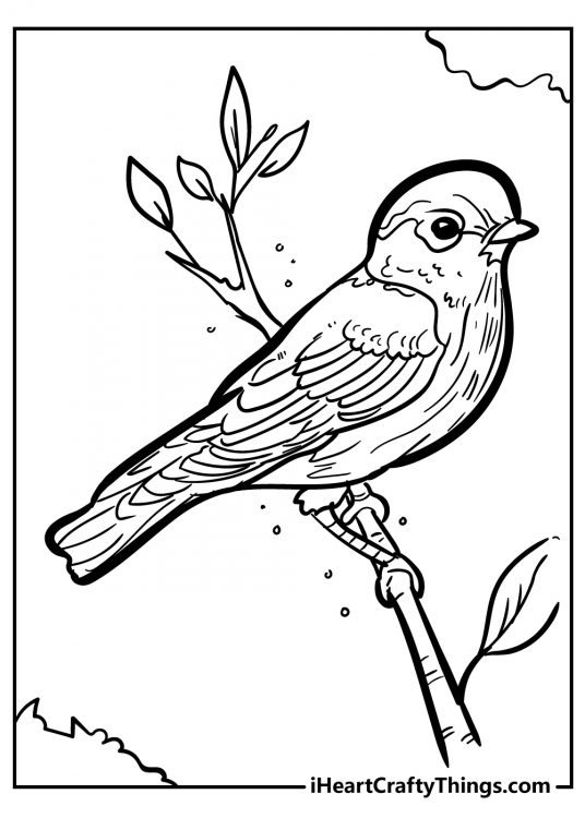 Bird Coloring Pages (100% Free Printables)