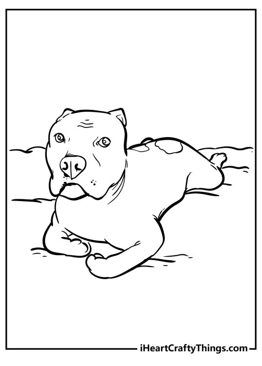 Detailed coloring drawing presenting relaxed pitbull dog resting on his belly