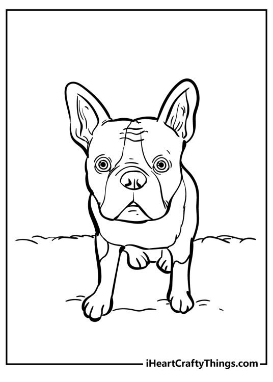 Detailed coloring picture featuring a French bulldog with a really intense look on its face