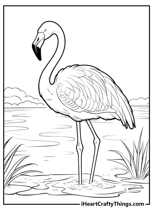 Coloring sheet of a long-legged flamingo with long neck and a curved beak poised gracefully in the water