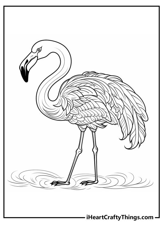 Coloring poster of a gorgeous adult flamingo covered in feathers standing in the serene water